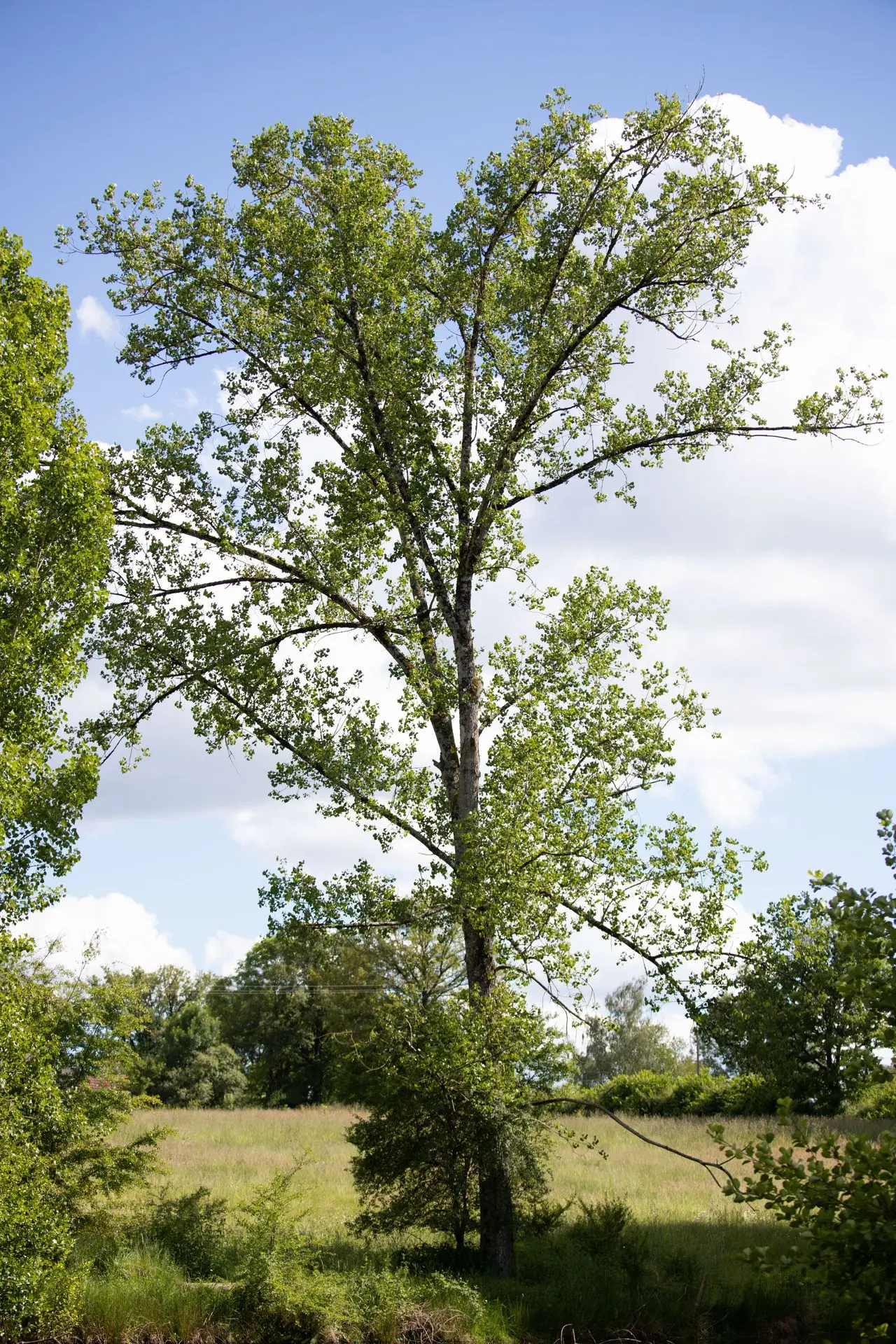 lieux de récolte de bourgeons bio fermbe bio agroforesterie limousin paysanne récolte bourgeons bio