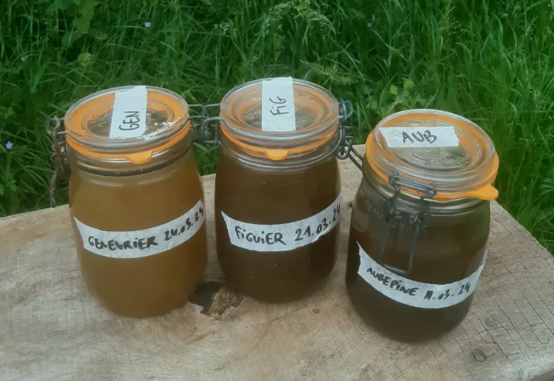 macérats de bourgeons bio de genévrier figuier et aubépine