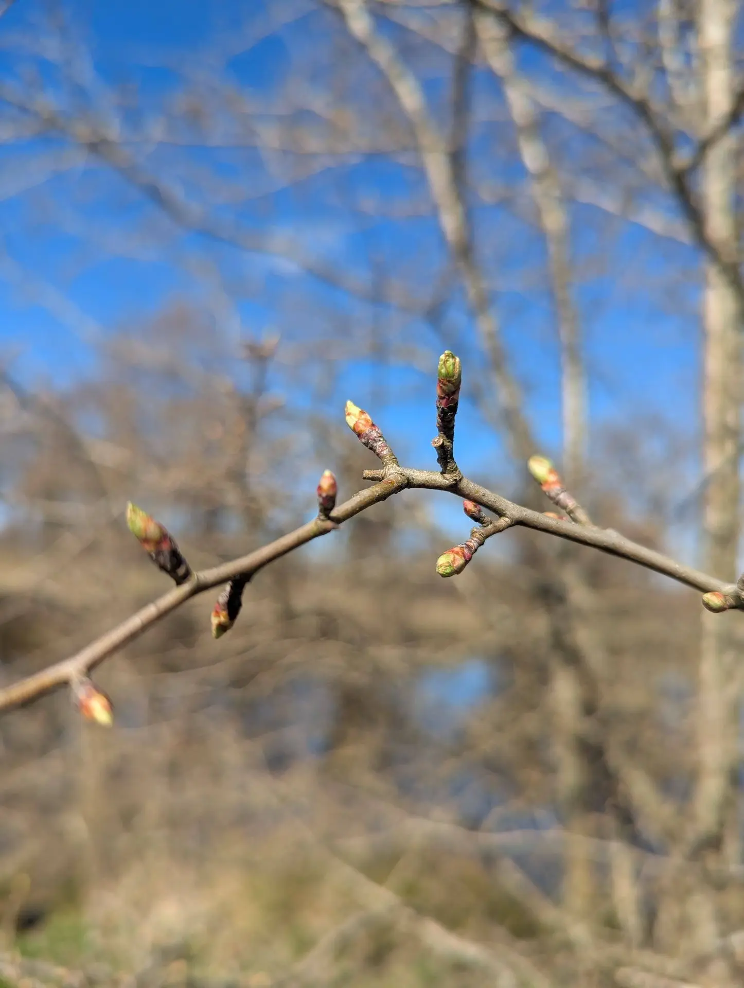 bourgeons aubépine gemmothérapie bourgeons aubépine gemmothérapie