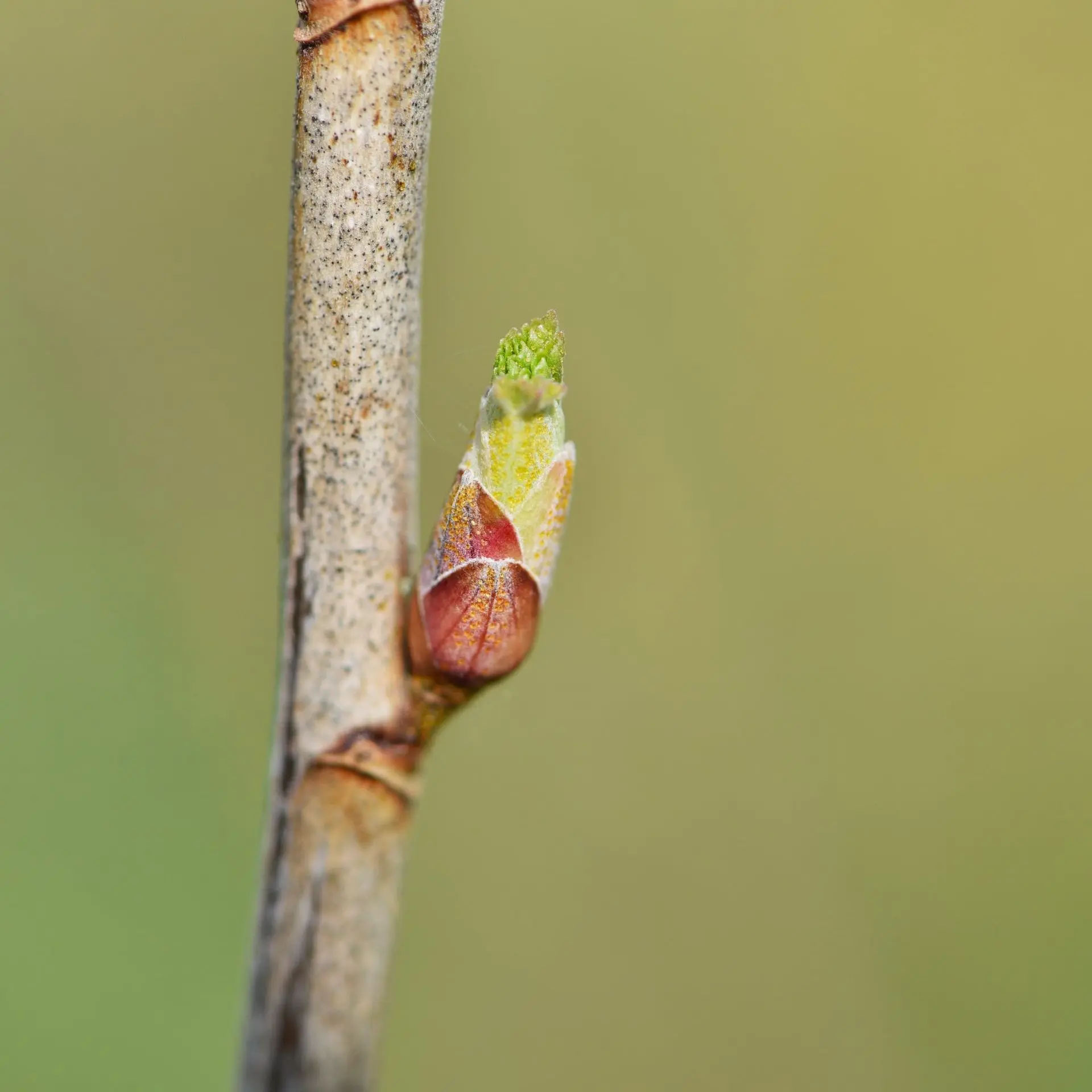 bourgeons de cassis gemmothérapie bourgeons de cassis gemmothérapie