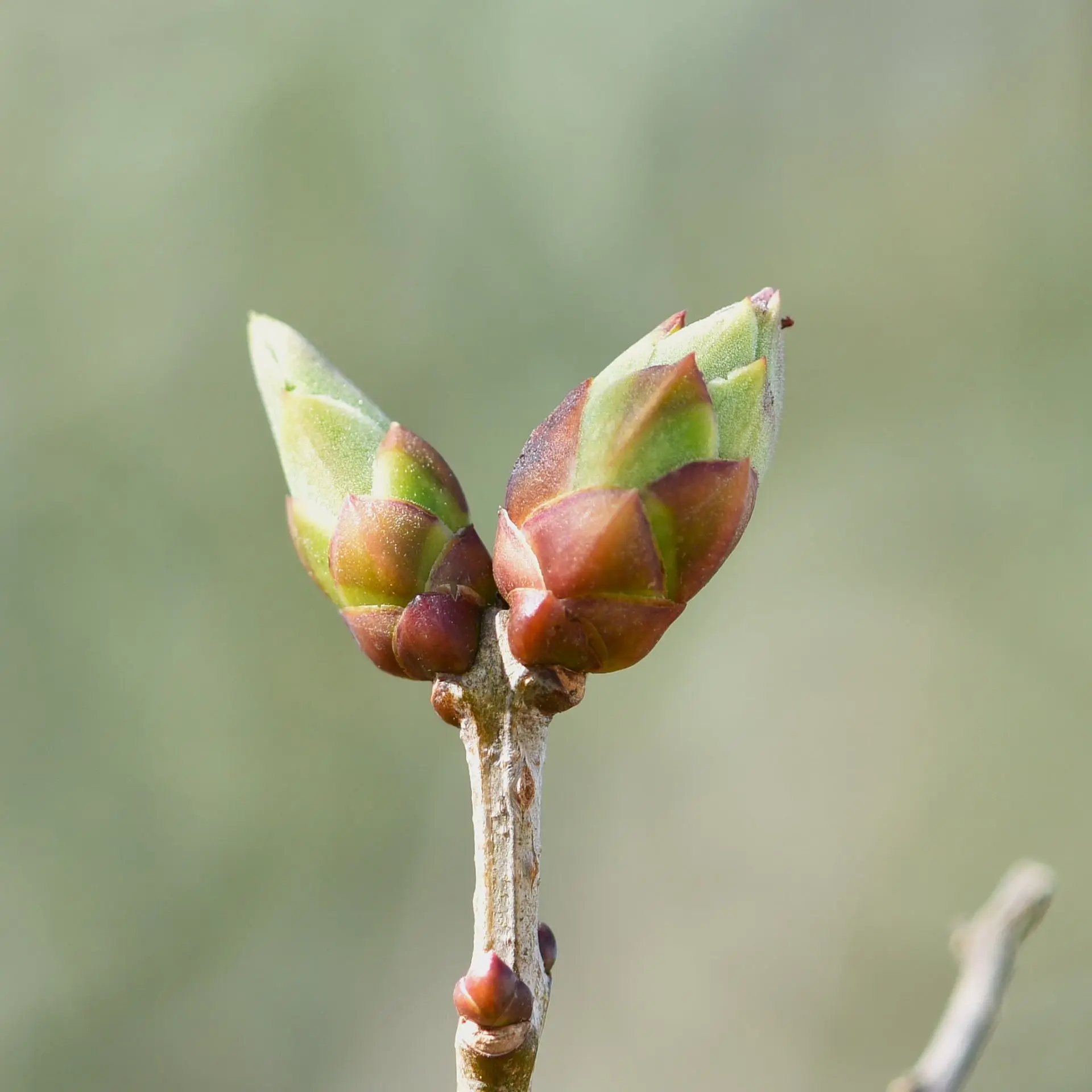 bourgeons de lilas gemmothérapie bourgeons de lilas gemmothérapie