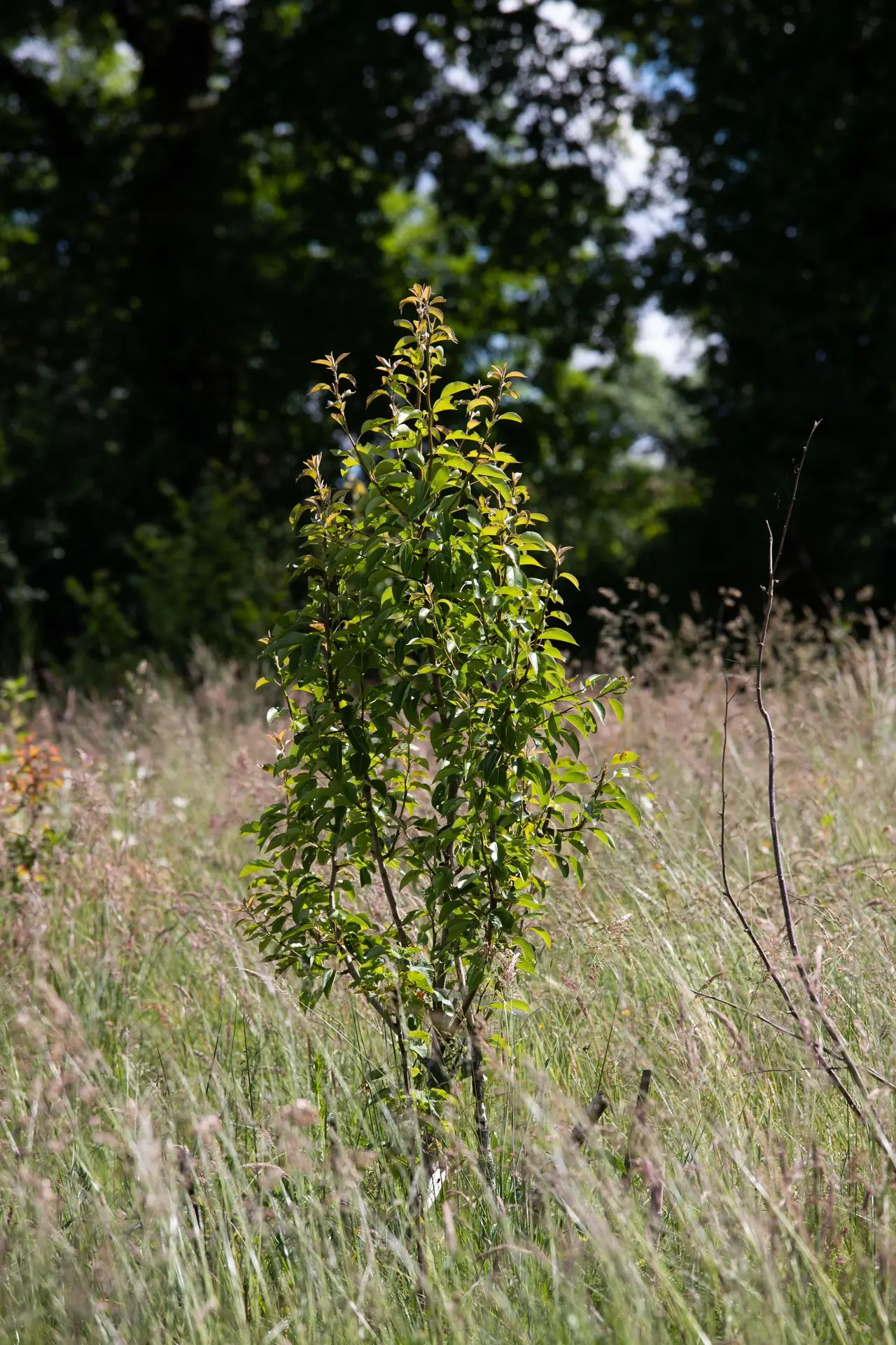 plantation d'un arbre dans le jardin-forêt de la ferme bio dans le limousin